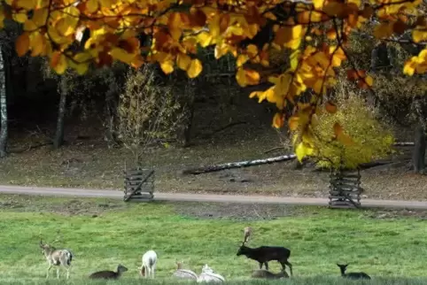Bei einem Familienausflug im Oktober 2018 war ein damals Sechsjähriger für eine Stunde vermisst, dann aber unversehrt auf dem Sp