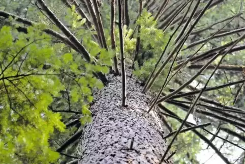 Die Douglasie ist wichtig für den Wald, sagen Experten. Der Baum aus den Rocky Mountains ist belastbar und hält Trockenheit lang