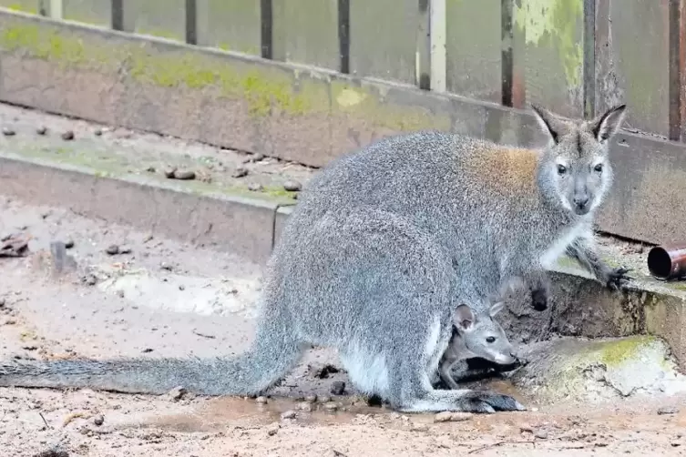 Hallo, Welt: Das Känguru-Junge streckt schon mal die Nase aus dem Beutel.