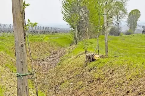 Im Moosbachgraben wurden neue Bäume gepflanzt.