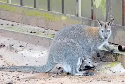 Hallo, Welt: Das neue Känguru-Junge streckt schon mal die Nase aus dem Beutel.
