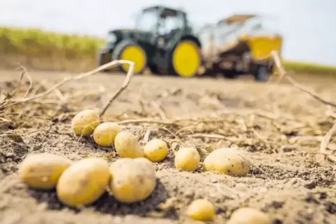 Durch Bio-Landwirtschaft, die verstärkt auf Handbarbeit statt Chemie setzt, ließe sich die Landflucht abmildern, sagen Landwirte