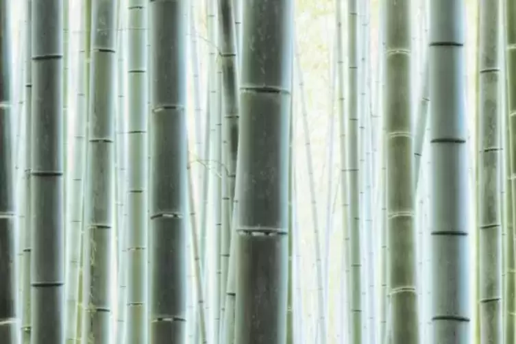 Bambus ist ein wichtiger Rohstoff. Der Blick in einen Bambuswald, hier in Kyoto in Japan, übt eine eigenartige Faszination aus.