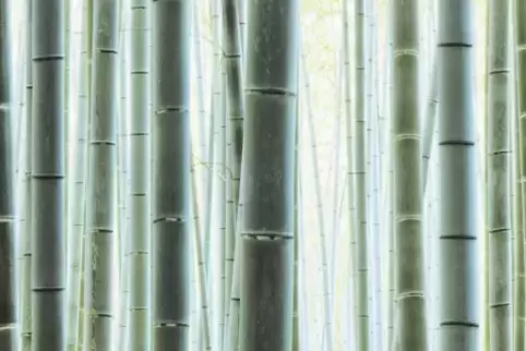 Bambus ist ein wichtiger Rohstoff. Der Blick in einen Bambuswald, hier in Kyoto in Japan, übt eine eigenartige Faszination aus.
