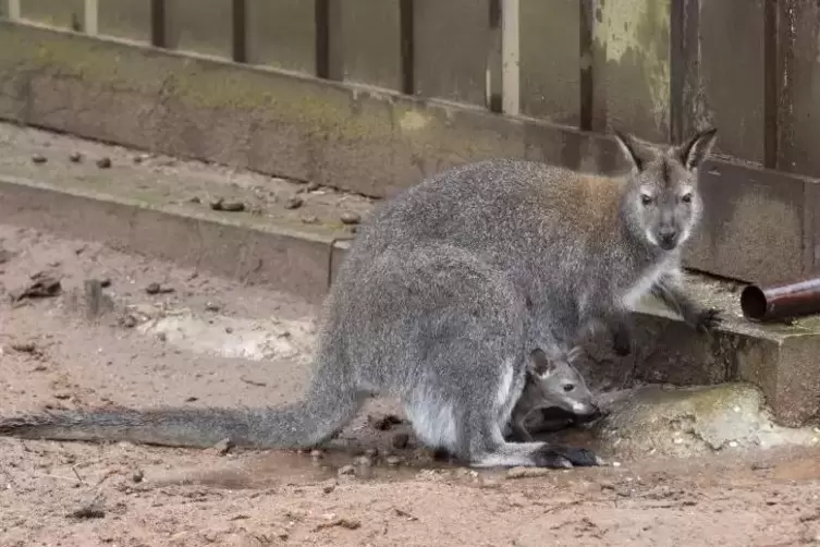 Hallo, Welt: Das Känguru-Junge streckt schon mal die Nase aus dem Beutel.  Foto: VIEW