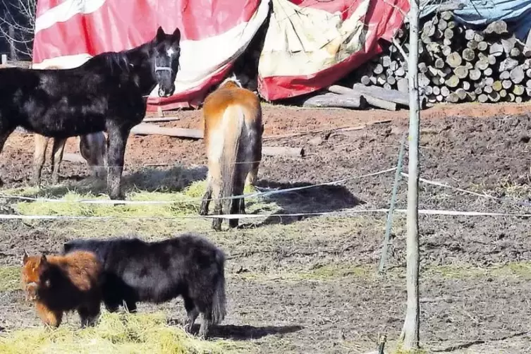 Verwahrloste Tiere hat die Amtstierärztin bei der jüngsten Kontrolle in Iggelbach angetroffen.