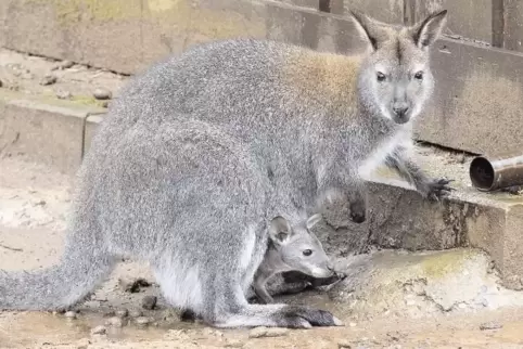 Hallo, Welt: Das Känguru-Junge streckt schon mal die Nase aus dem Beutel.