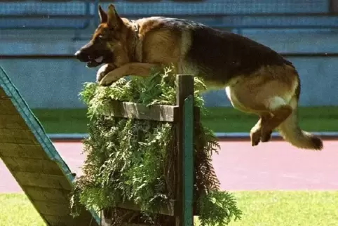 Auch Polizeihunde wetteiferten schon um Meisterehren im Kandeler Bienwaldstadion.  Foto: RHP-Archi 
