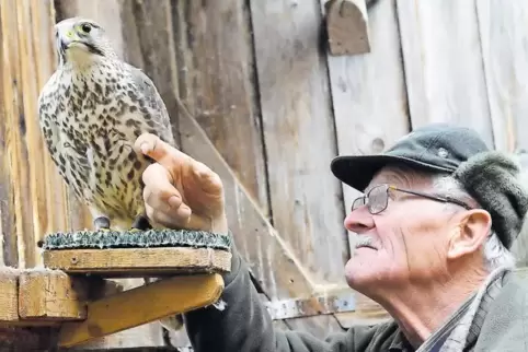 Der 76-jährige Kurt Kilian widmet sich auf dem Buchwaldhof der Falkenzucht.