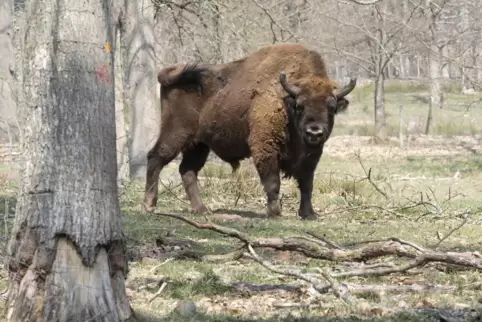 view_wildpark150419rv001.JPG