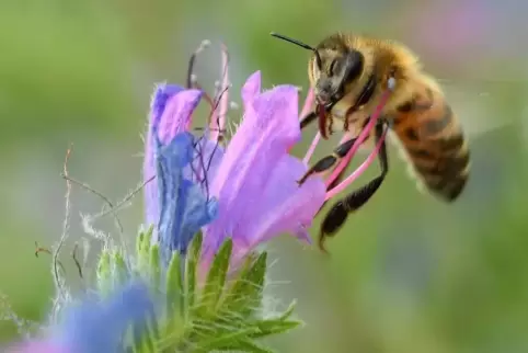 Insekten sollen auf den Wildblumenwiesen mehr Nahrung finden. ArchivFoto: Mehn