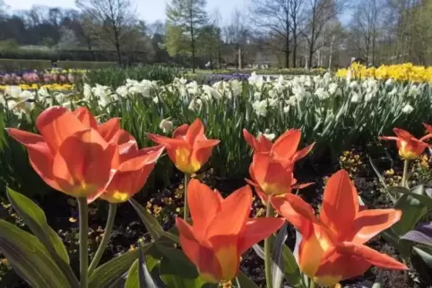 In voller Blüte: Tulpen, Narzissen und Osterglocken auf der Gartenschau.  Foto: VIEW