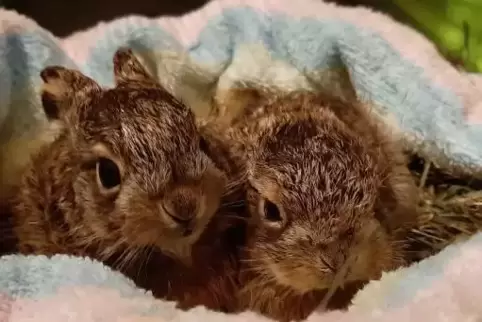 Nicht ratsam: Diese unverletzten Hasenbabys wurden von Spaziergängern am Feldrand aufgesammelt und zur Wildtierhilfe gebracht. B