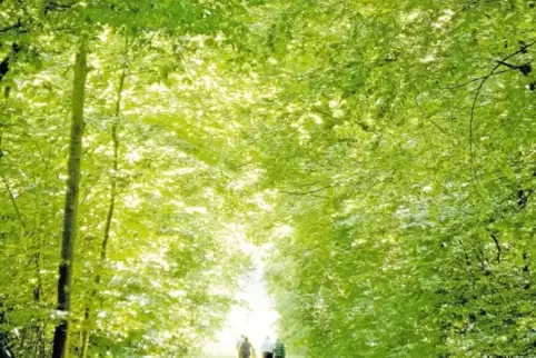 Der Mutterstadter Wald ist mit seinen rund 130 Hektar nicht sehr groß, aber er ist nicht überlaufen. Früh morgens kann man Rehen
