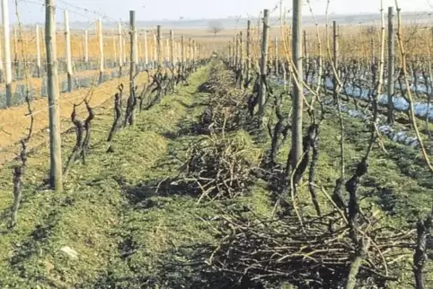 Vor Jahrzehnten in der Pfalz noch ein gewohntes Bild nach dem jährlichen Rebschnitt: das dabei entfernte und zu kleinen Häufchen