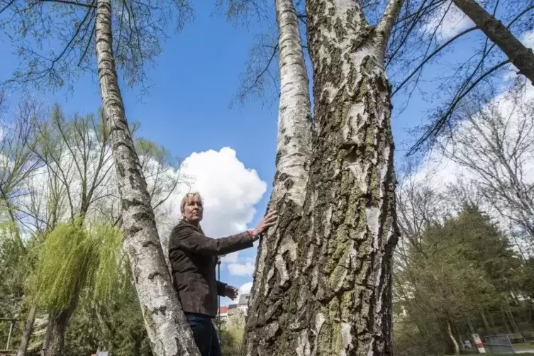 Bäume wie diese Birke im Naherholungsgebiet Weilerbach sind Klimaschützer und bieten einer Vielzahl von Insekten und Tieren Nahr
