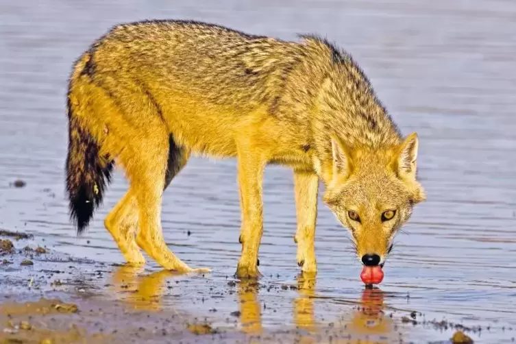 Der Goldschakal ist ein eng mit dem Wolf verwandter Wildhund. Er ist etwas größer als ein Fuchs und der einzige Schakal, der in 