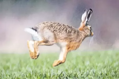Hoppelhase: Im Donnersbergkreis sind Feldhasen immer seltener zu sehen. Jäger und Landwirte bringen mittlerweile viel Engagement
