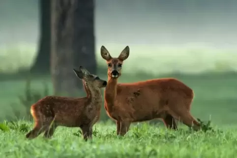 Bekommen ab Mitte Mai Nachwuchs: Rehe. Symbolfoto: Imago Images/Blickwinkel 