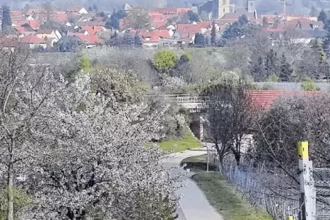 Im gelobten Land: Blick auf Freinsheim im Kreis Bad Dürkheim und die Rheinebene.