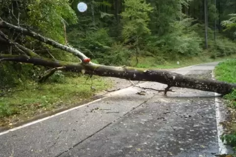 Nach dem Unwetter am Mittwochabend kippten einige Bäume um. Symbolfoto: Feuerwehr St.Martin