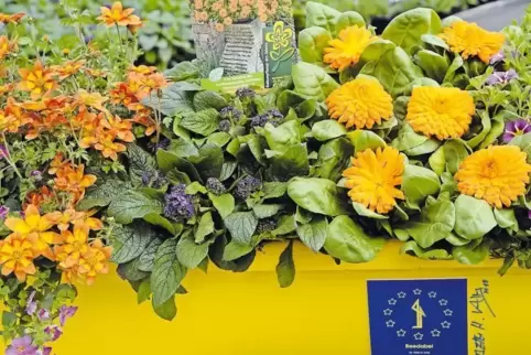 Blütenpracht: einer der 50 Aktions-Blumenkästen einer Gärtnerei.