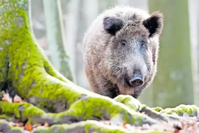 Bis er so eine Aufnahme von einem Wildschwein machen kann, wartet ein Fotograf unter Umständen stundenlang. Dabei gibt es so vie Bis er so eine Aufnahme von einem Wildschwein machen kann, wartet ein Fotograf unter Umständen stundenlang. Dabei gibt es so vie
