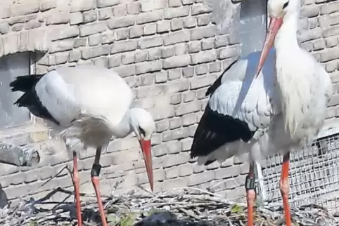 Elternglück bei Familie Adebar in Knittelsheim.