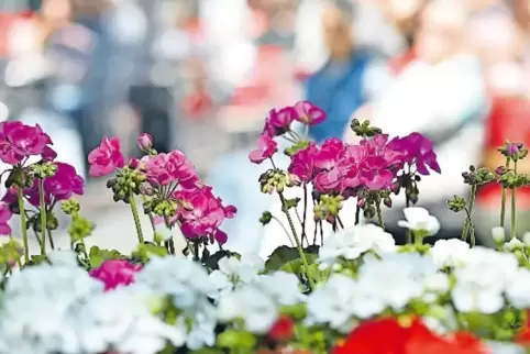 Geranien und Frühlingsblumen aus der näheren Umgebung gibt es beim Markt des Musikvereins.