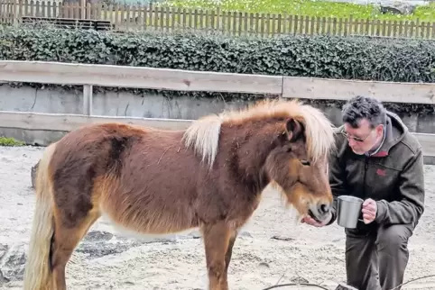 Eine Karotte geht immer: Zoodirektor Klaus Wünnemann lockt ein Pony mit einem kleinen Nachschlag aufs Bild.