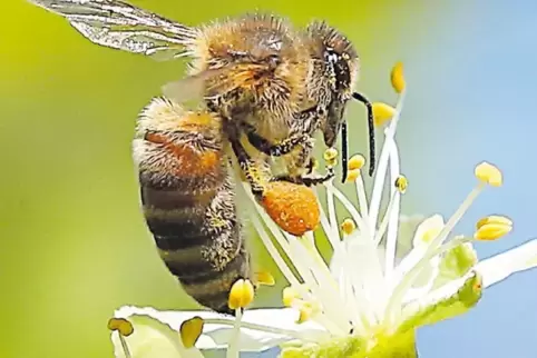 Bienen dienen dem Überleben der Menschheit.