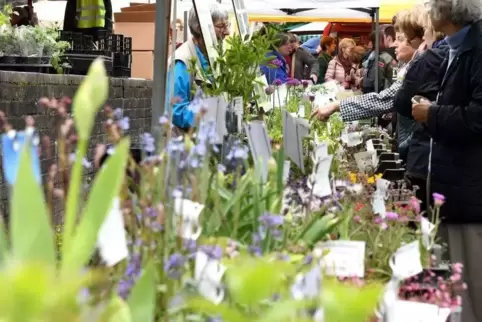 Wachenheimer Kräutermarkt. Foto: Franck 