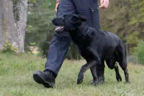 Seit 2017 ein starkes Team: Hundeführer René Wiegner und sein Brisco. Dieser ist auf das Aufspüren von Sprengstoff spezialisiert
