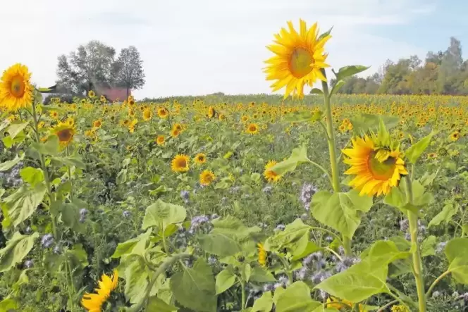 Solch leuchtende Blühstreifen sind für Bienen und Insekten ein Paradies. Solch leuchtende Blühstreifen sind für Bienen und Insekten ein Paradies.