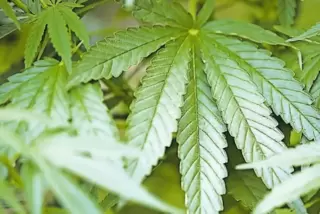 Die Frau gab gegenüber der Polizei zu, dass sie mit Cannabis handelt.