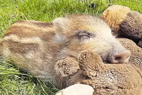Nach dem Toben gibt’s ein Mittagsschläfchen: Dabei kuschelt Frischling Theo auch gerne mal mit seinem Stofftier.