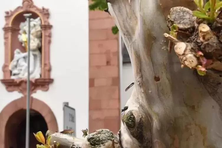 Ob der Baum noch gerettet werden kann, ist unklar.  Foto: Mehn