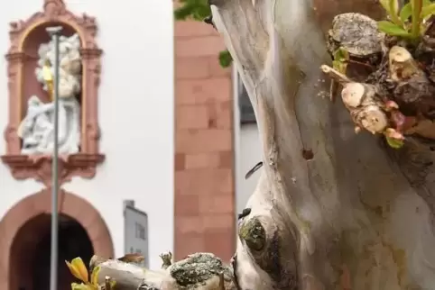 Ob der Baum noch gerettet werden kann, ist unklar.  Foto: Mehn