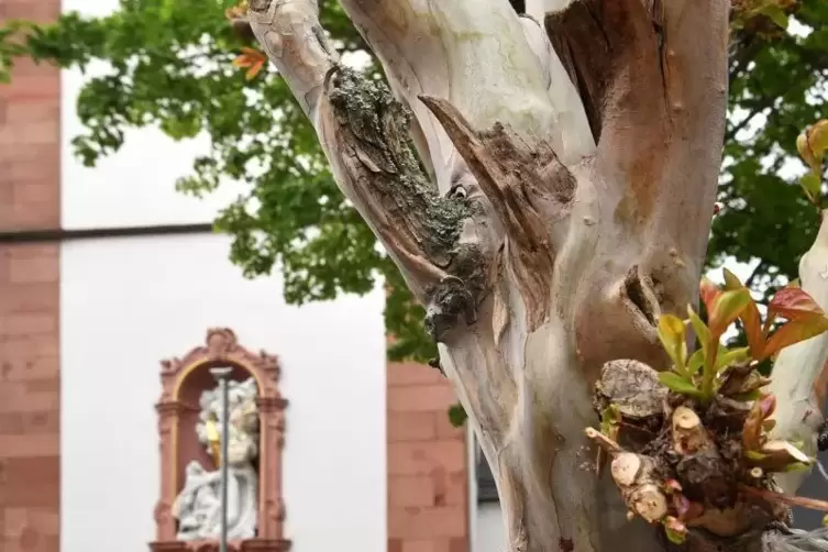 Ein Unbekannter hat einen Baum bei der katholischen Kirche schwer beschädigt. Foto: Mehn 