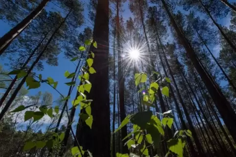 „Nur ein genutzter Wald ist auch ein CO2-Speicher“, sagt Revierförster Werner Häußer. Foto: dpa