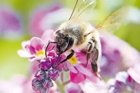 Haben an Bedeutung gewonnen: blühende Blumen, wie hier ein rosa Vergissmeinnicht.