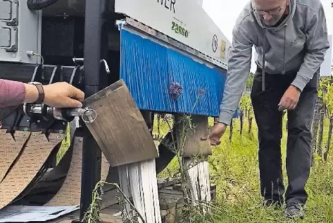Die Elektroschock-Methode gegen Unkraut im Weinberg.