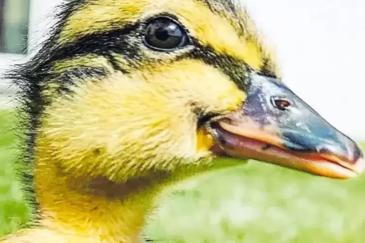 „Piep“: So heißt das Laufenten-Baby im Garten von OB Seiler.