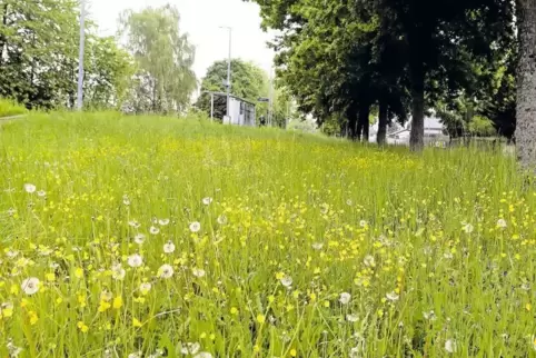 Keine Nachlässigkeit, sondern geplanter Wildwuchs.