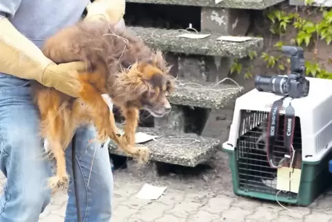 Chihuahua-Mischling „Wuschel“ war einer von 44 Hunden, die 2017 bei der Razzia der Polizei völlig verwahrlost bei der südpfälzis