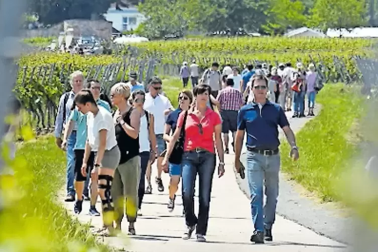 Immer für ein großes Publikum gut: Weinwanderung in Herxheim am Berg.