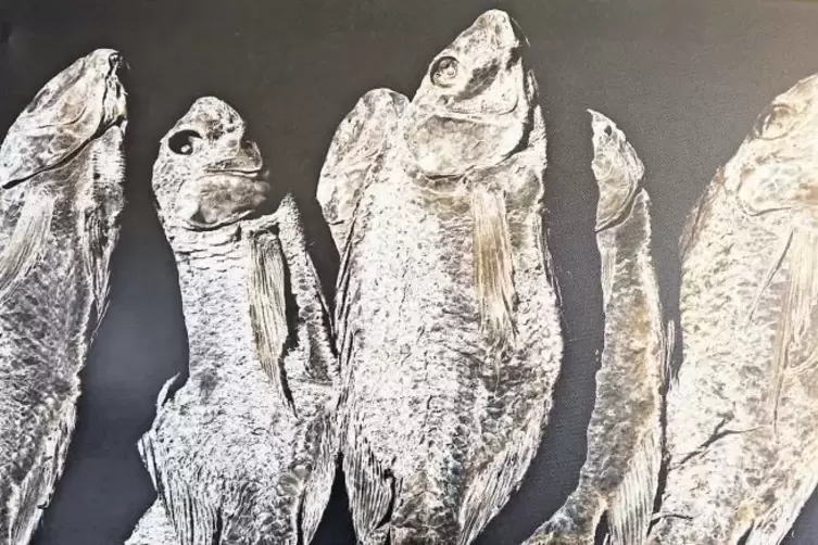 Sehen bei Barth wie Urzeitgeschöpfe aus: Stockfische.