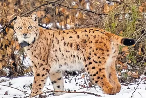 Ein strammer Kerl: Luchs Lucky Anfang Februar nach seinem Kurzbesuch im Wildpark Kaiserslautern.