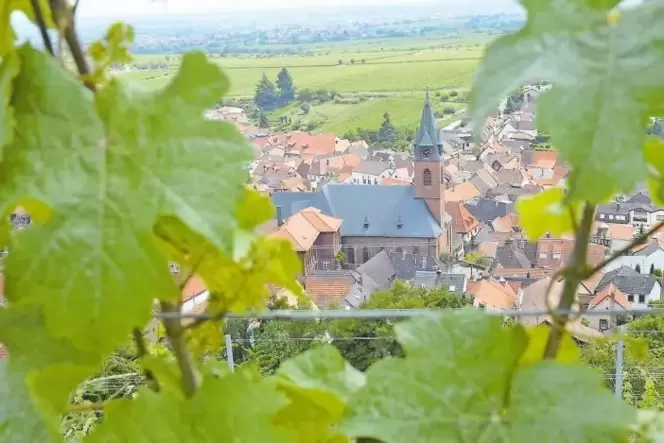 Die Genusswanderung mit Manuel Andrack am Samstag führt unter anderem durch die Weinberge rund um St. Martin.