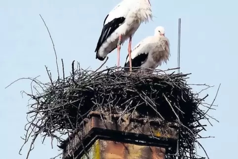 Dass der Gottesdienst auf dem Kirschbacherhof gefeiert wird, liegt nicht nur an den zahlreichen Störchen, die dort brüten. Ziel 